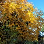phoca_thumb_m_zmeck krteci 14 Fotogalerie